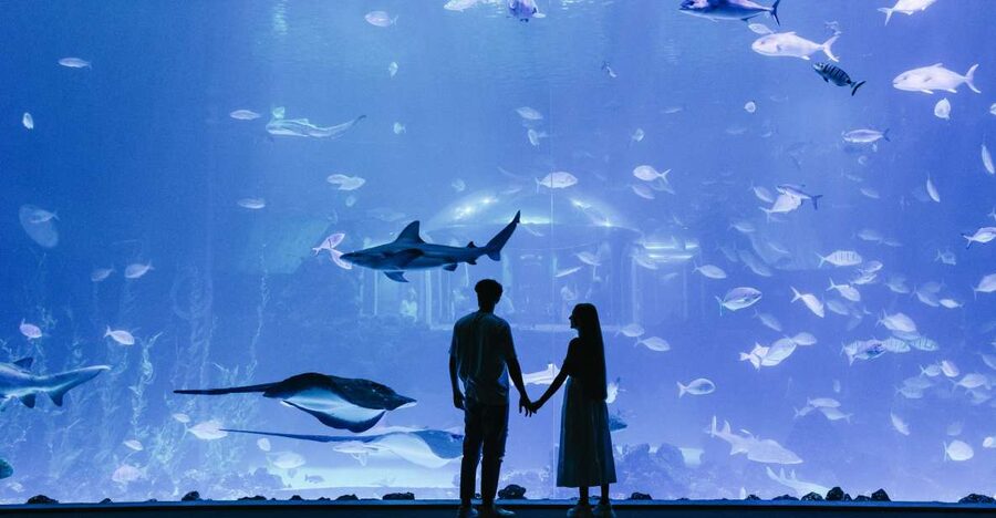 Poema del Mar Skip-the-Line Ticket - Beginning with La Jungla and the freshwater habitats