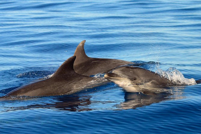 Private 2 hour Whale Watching Tour - Setting out from Puerto Colón Marina