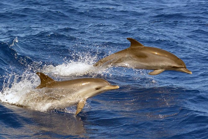 Private 2 hour Whale Watching Tour - Hearing whales through the onboard hydrophone