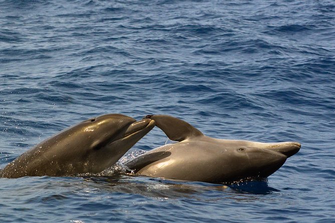Private 2 hour Whale Watching Tour - Photos without keeping your phone in your hand