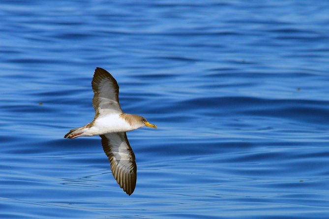 Private 2 hour Whale Watching Tour - What the $617 group price really means