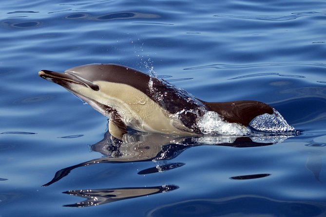 Private 2 hour Whale Watching Tour - Who will enjoy this private Tenerife outing