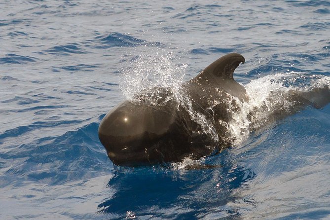 Private 2 hour Whale Watching Tour - The safety briefing and first look at Tenerife’s marine life