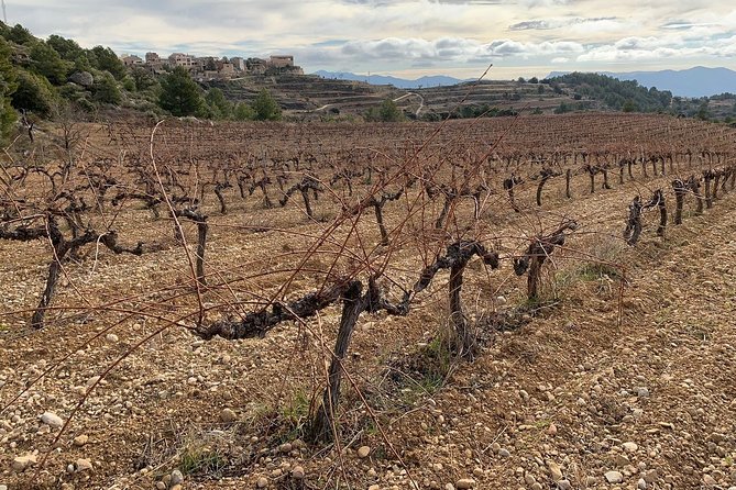 Private Priorat Tour with Wine Tastings & Lunch from Barcelona - Is $580.50 per person fair value?