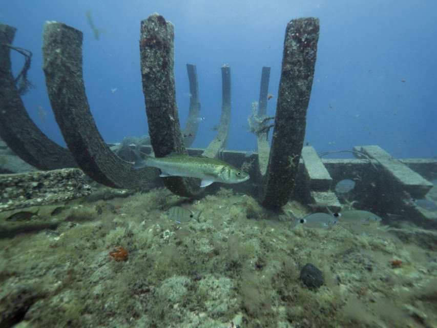 Puerto de Mogán: Submarine Tour - Who will enjoy the Golden Shark most?