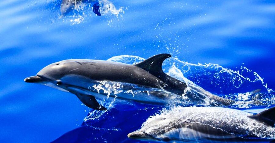 Puerto del Carmen: Dolphin-Watching Speedboat Tour with Swim - What the fast ride feels like