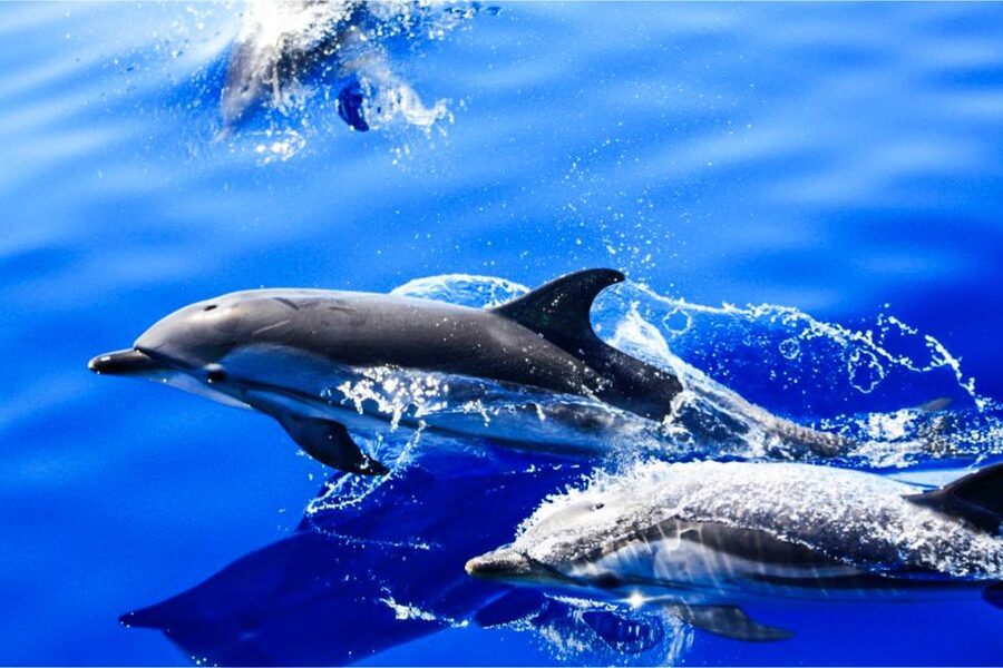 Puerto del Carmen: Dolphin-Watching Speedboat Tour with Swim - Searching for dolphins, whales, and turtles