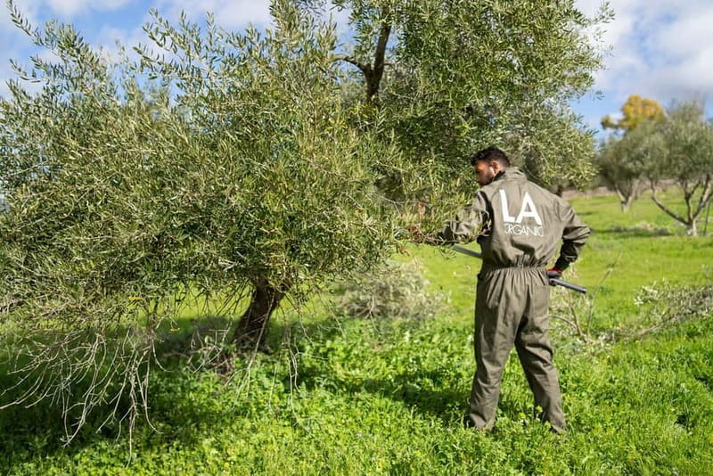 Ronda: LA Almazara LA Organic, Olive Oil Museum and Tasting - Why this Ronda olive oil visit is different