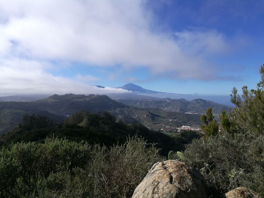 Santa Cruz de Tenerife: 2-Hour Hiking Tour in Anaga Forest - Laurel trees, cool air, and unusual plant life