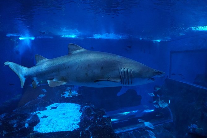 Seville Aquarium Admission Ticket - The Guadalquivir and Atlantic sections
