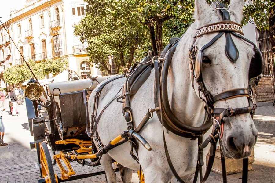 Seville: Authentic and Romantic Horse-Drawn Carriage Ride - Summer heat and the best time to ride