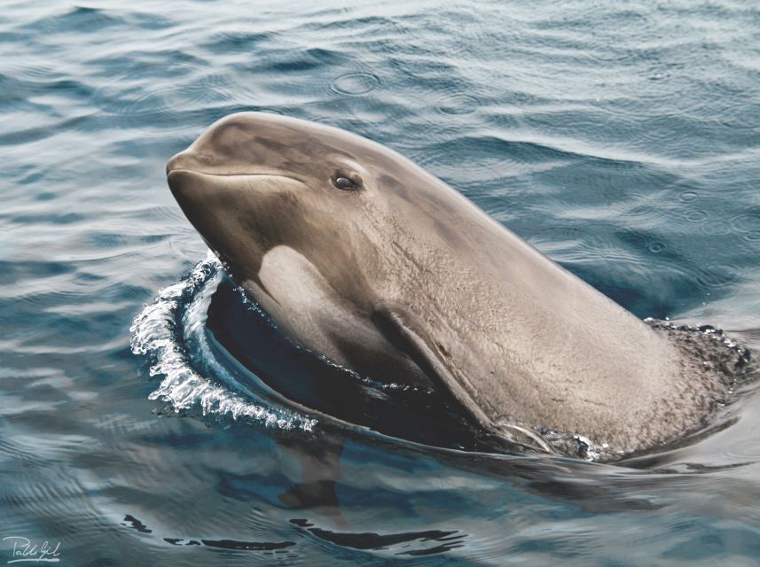 Tarifa: Whale & Dolphin Watching in the Strait of Gibraltar - Arriving at Turmares Tarifa