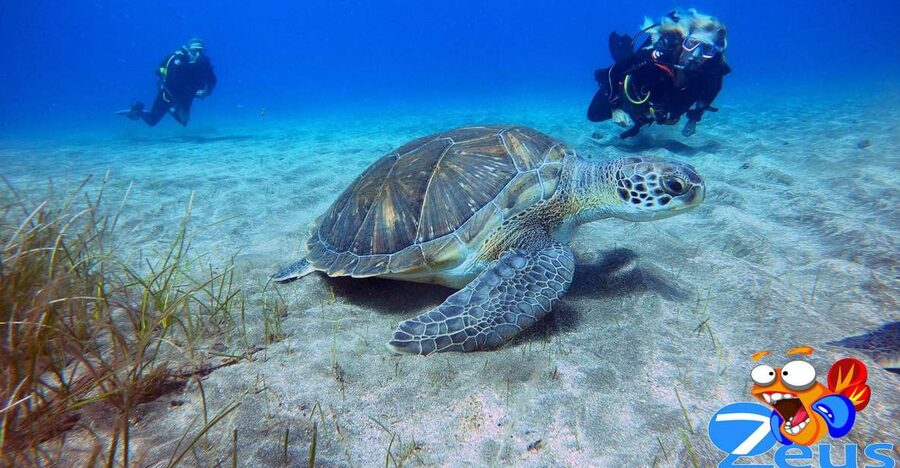 Tenerife: Abades Beach Beginner Diving Experience - Key points at a glance