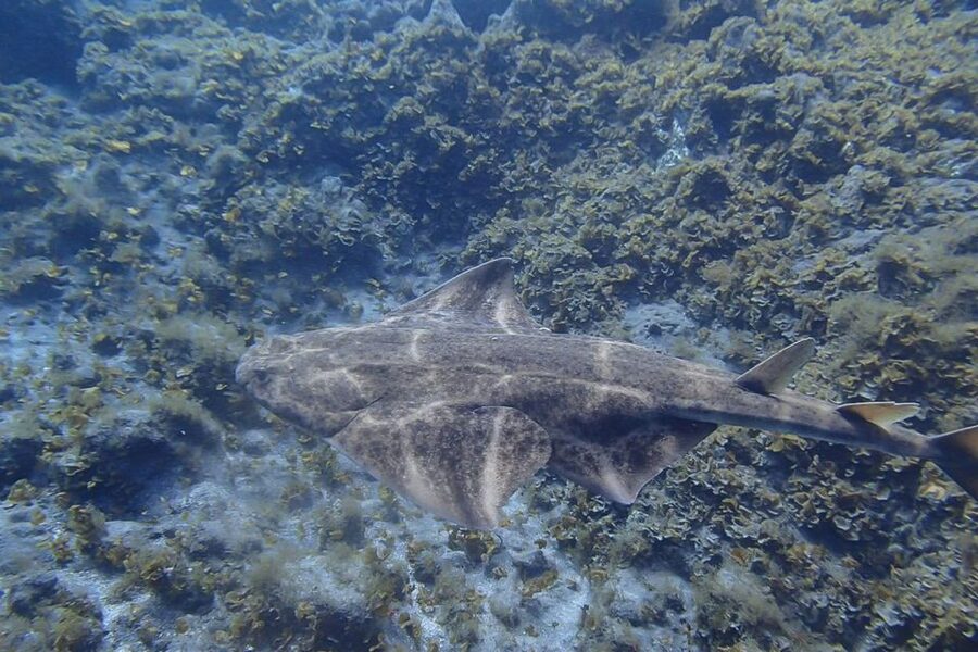 Tenerife: Abades Beach Beginner Diving Experience - Why Abades is a sensible place for your first scuba session