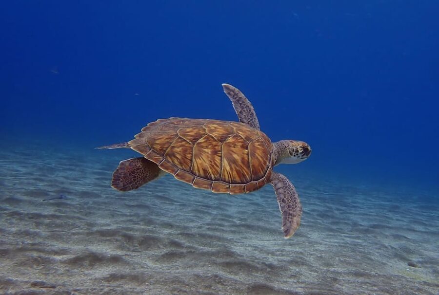 Tenerife: Abades Beach Beginner Diving Experience - What you may see below the surface