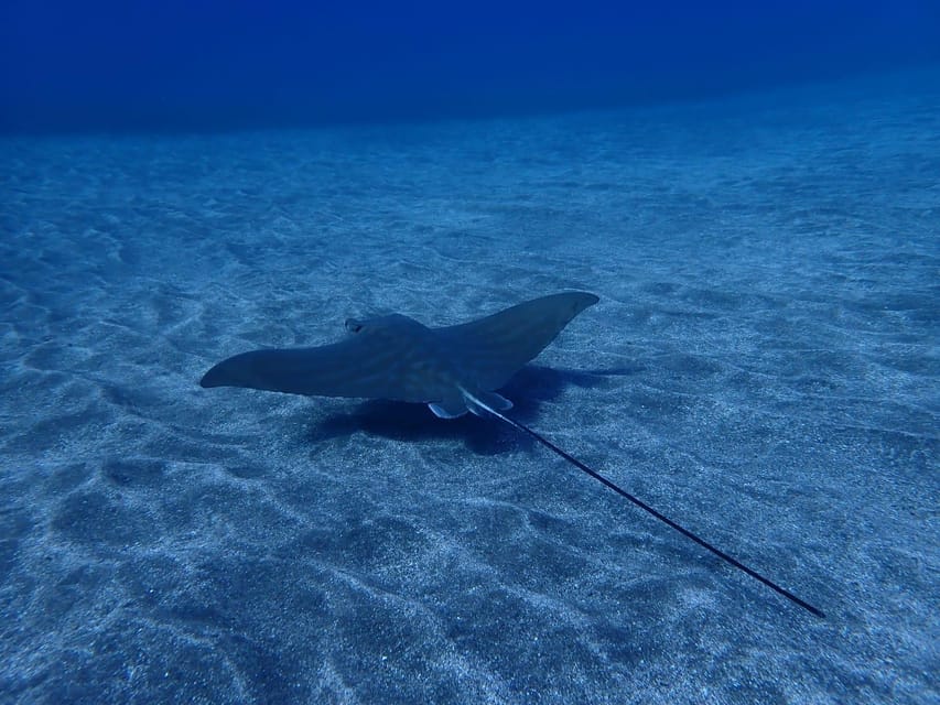 Tenerife: Abades Beach Beginner Diving Experience - How the first underwater session feels