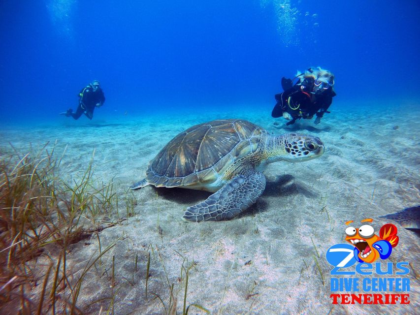 Tenerife: Abades Beach Beginner Diving Experience - Your three-hour plan at Playa Abades