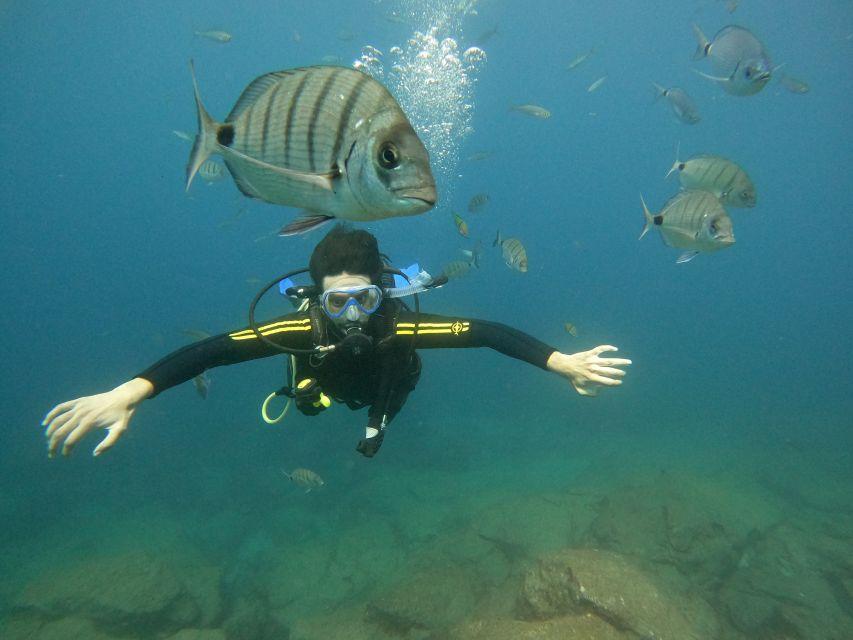 Tenerife: Beginners Scuba Dive Experience in Turtle Area - The 30-minute briefing makes the difference