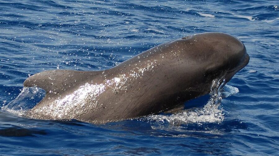 Tenerife: Eco-Yacht Whale and Dolphin Watching and Swimming - Why this Los Cristianos trip works so well