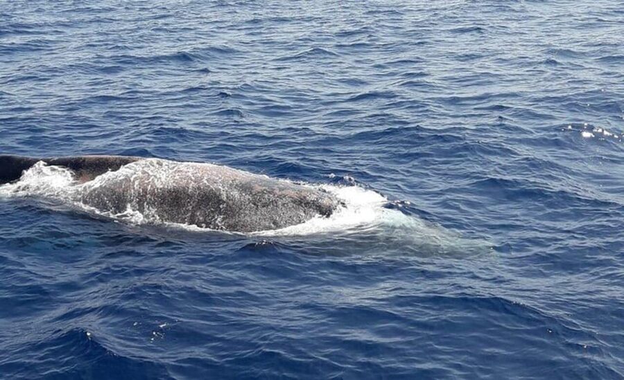 Tenerife: Eco-Yacht Whale and Dolphin Watching and Swimming - How to make the most of the 90 minutes