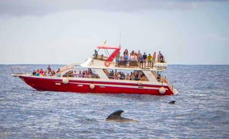 Tenerife: Eco-Yacht Whale and Dolphin Watching and Swimming - Who should choose this eco-yacht trip?