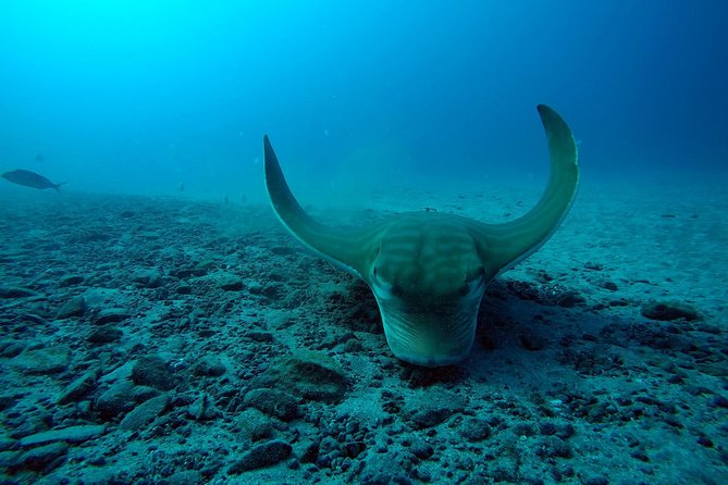 Tenerife First Time Scuba Dive – Turtle Habitat, Small Groups - Starting at Puerto Colón with the right expectations