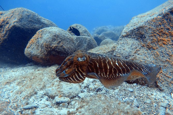 Tenerife First Time Scuba Dive – Turtle Habitat, Small Groups - Turtle habitat, with no turtle guarantee