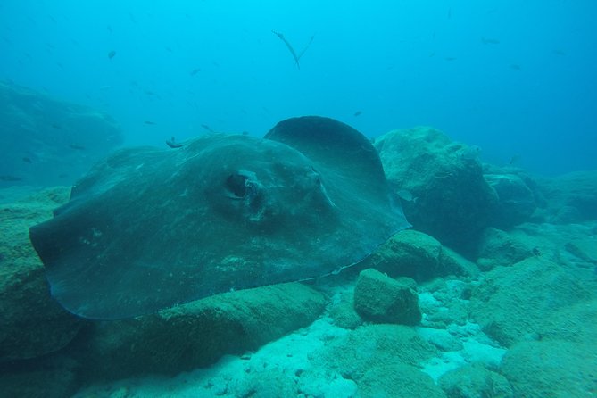 Tenerife First Time Scuba Dive – Turtle Habitat, Small Groups - Equipment, instruction, and small-group care
