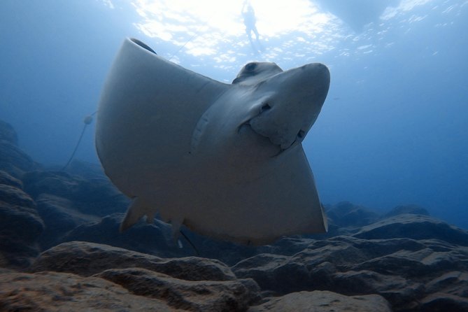 Tenerife First Time Scuba Dive – Turtle Habitat, Small Groups - Age, health, and timing rules
