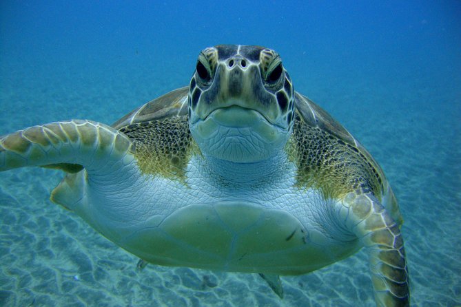 Tenerife First Time Scuba Dive – Turtle Habitat, Small Groups - Who will get the most from this Tenerife activity