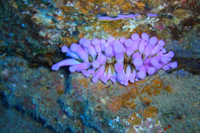 Tenerife First Time Scuba Dive – Turtle Habitat, Small Groups - The boat ride adds real value
