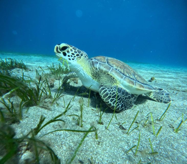 Tenerife: Half-Day Snorkeling Tour - What happens during the four-hour outing