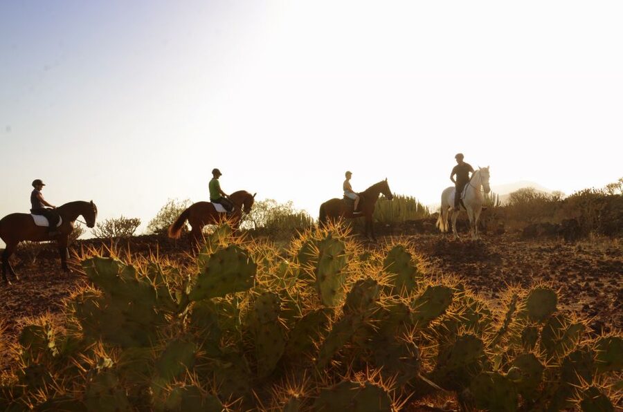 Tenerife: Horseback Ride with Instructor - One hour or two hours: choose carefully