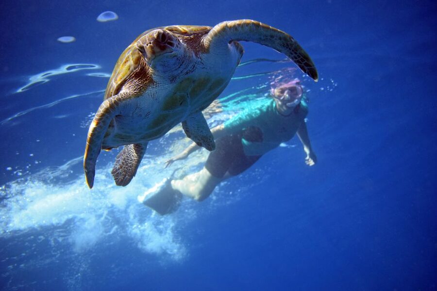 Tenerife: Kayak and Snorkel with Turtles, Wetsuits Included - Quick reasons to consider this Tenerife kayak trip