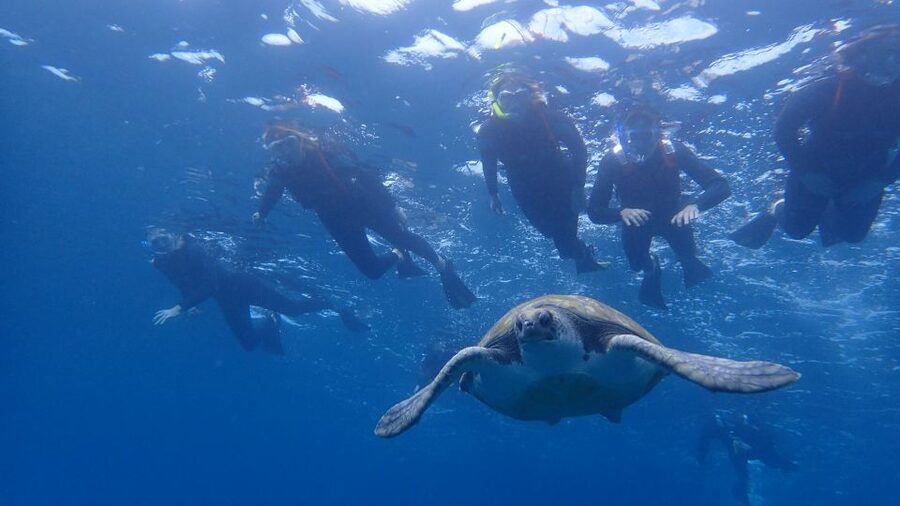 Tenerife: Kayak and Snorkel with Turtles, Wetsuits Included - One hour of paddling and searching for dolphins