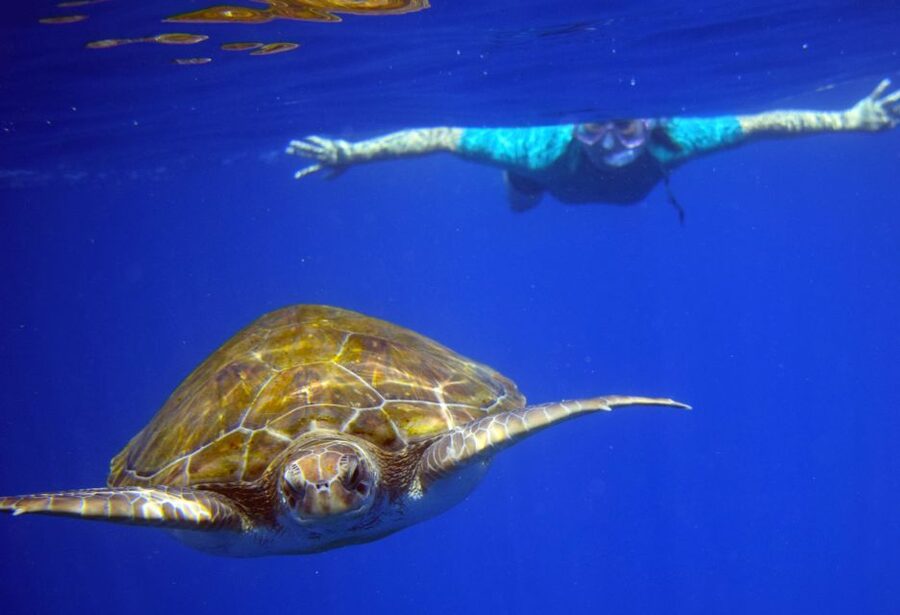 Tenerife: Kayak and Snorkel with Turtles, Wetsuits Included - Cueva de los Enamorados and the short coastal pause