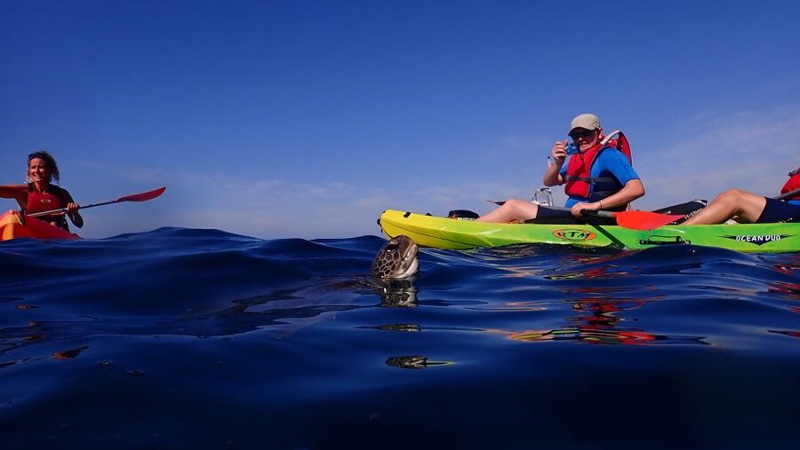 Tenerife: Kayak and Snorkel with Turtles, Wetsuits Included - Returning with photos and a realistic wildlife promise