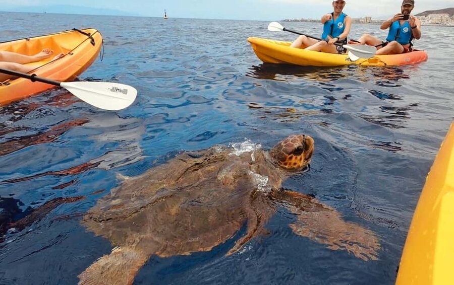 Tenerife: Kayak Safari and Sea Turtle Snorkeling with Photos - Starting at Playa de Los Cristianos