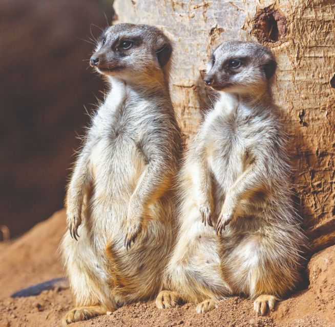 Tenerife: Loro Parque Entry Ticket - Why Loro Parque Works as a Full-Day Tenerife Outing