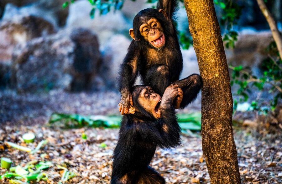 Tenerife: Loro Parque Entry Ticket - Should You Book Loro Parque?