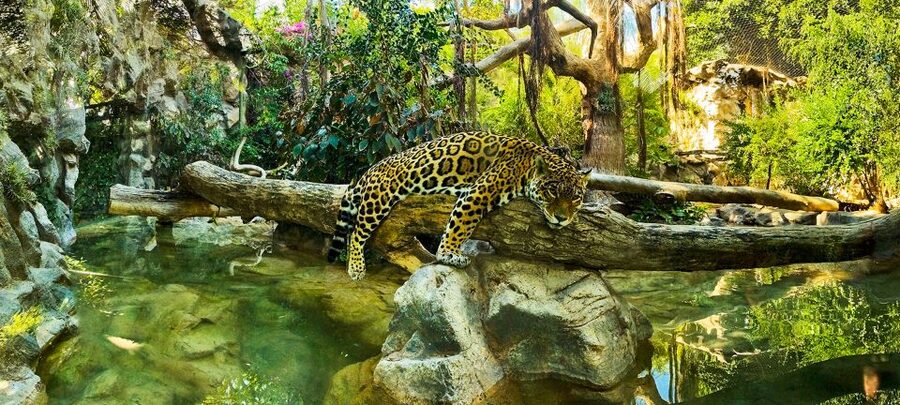 Tenerife: Loro Parque Entry Ticket - Food, Seating, and Practical Comfort
