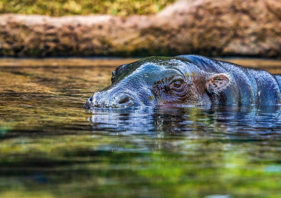 Tenerife: Loro Parque Entry Ticket - How to Build a Better One-Day Route