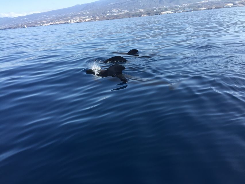 Tenerife: Sailing Excursion with Whale and Dolphin Watching - Why Tenerife is a strong place for whale watching
