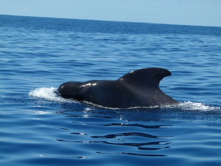 Tenerife: Sailing Excursion with Whale and Dolphin Watching - Who will enjoy this three-hour outing