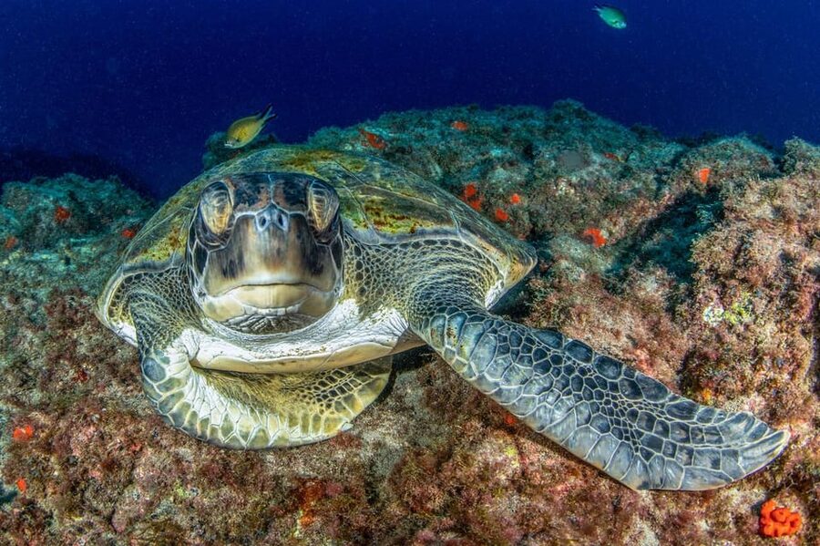 Tenerife: Scuba Diving Experience for Every Level - Why this Tenerife scuba session works well for first-timers