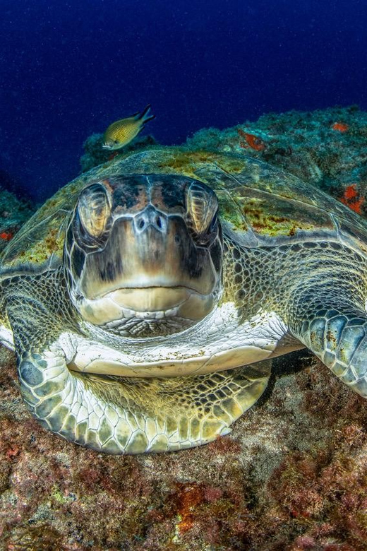 Tenerife: Scuba Diving Experience for Every Level - Playa de las Vistas is the starting point