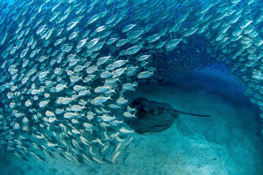 Tenerife: Scuba Diving Experience for Every Level - Shallow-water practice before the main outing