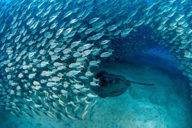 Tenerife: Scuba Diving Experience for Every Level - Tenerife’s volcanic seabed and nearby marine life