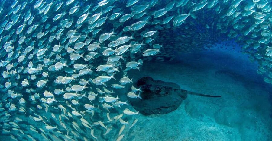 Tenerife: Scuba Diving Experience for Every Level - The briefing makes the first underwater minutes easier