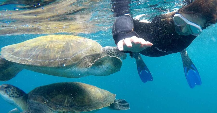 Tenerife: Snorkeling Trip in a Turtle Habitat - The 30-minute safety briefing makes a real difference